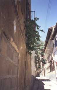 Una higuera sale de una pared en una calle de Huesca